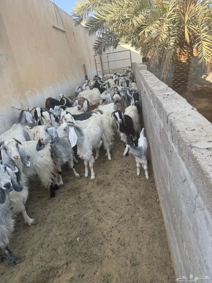 ابو تركي موجود بالمزرعة بالخرج ويستقبلكم للشراء حياكم 2