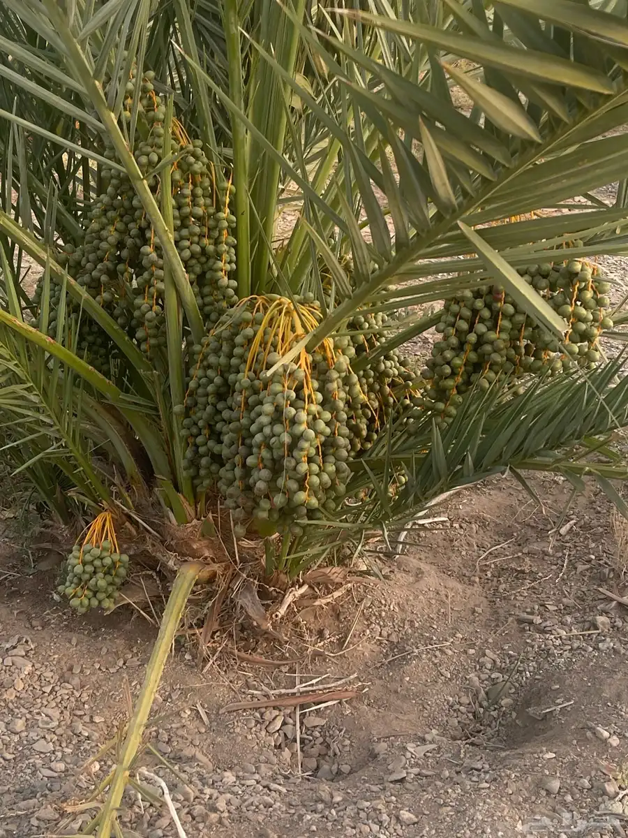 صيف نخل 1