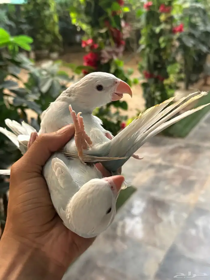 درة وايت هد وايت تيل 4