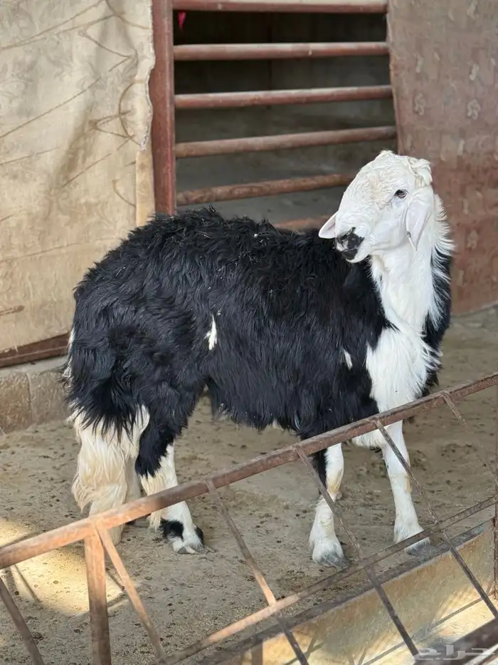 للبيع طلي فحل نجدي 2