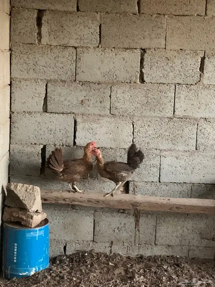 دجاج بلدي 5