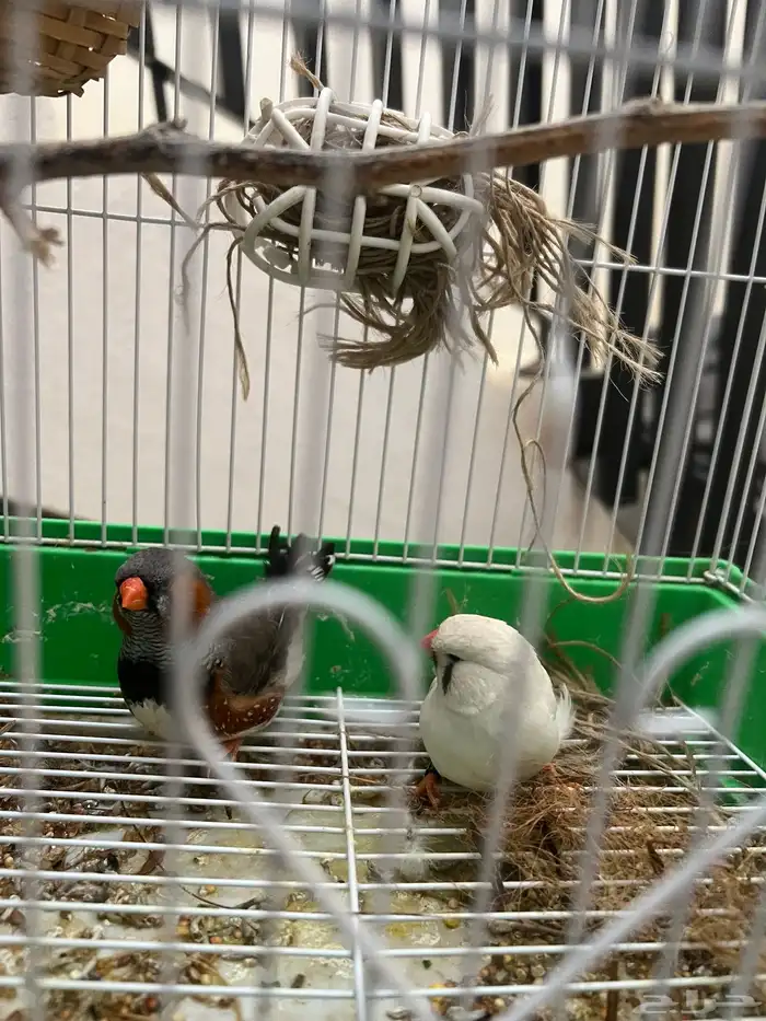 طيور زيبرا تم البيع 3