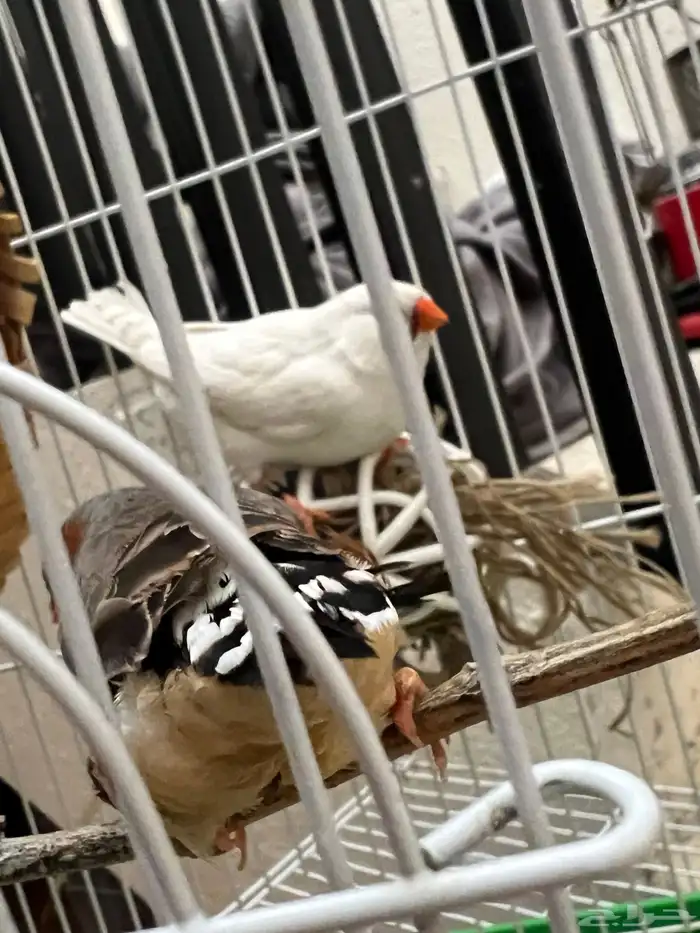 طيور زيبرا تم البيع 1