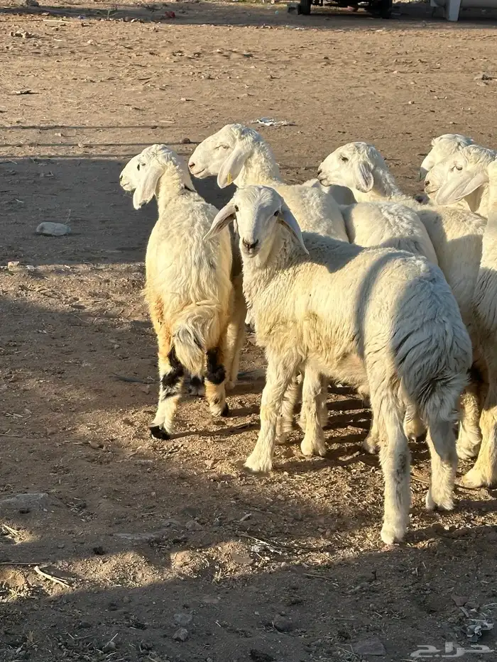 للبيع طليان 6