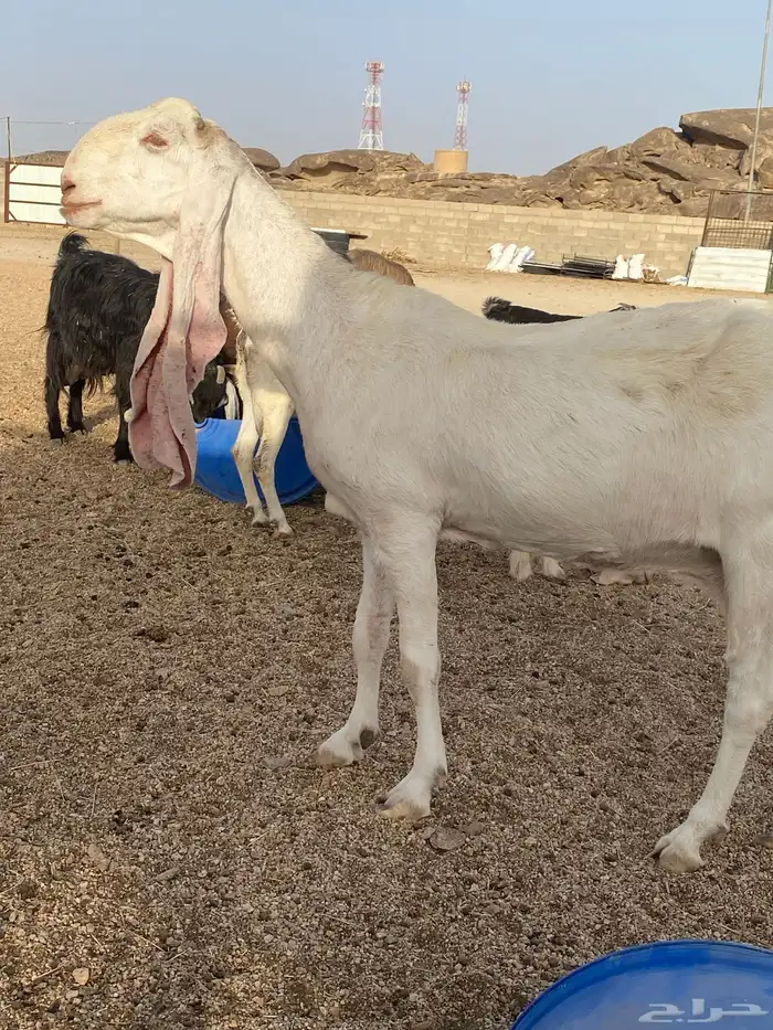 عنز هولنديه طيبه سنها تامه شبب سنونها قويه 0