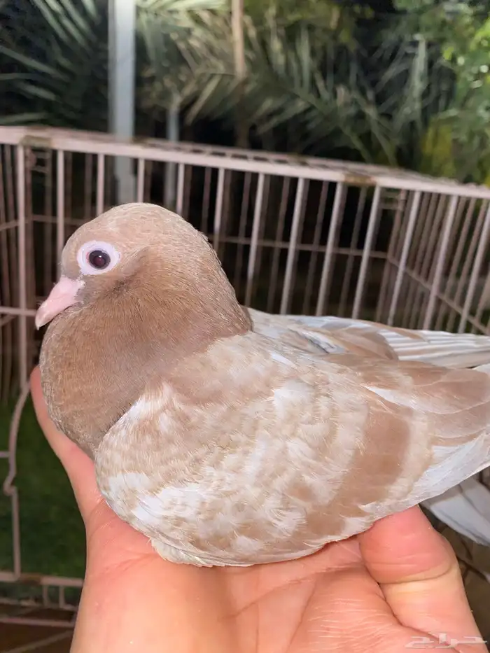 صنعاوي 0