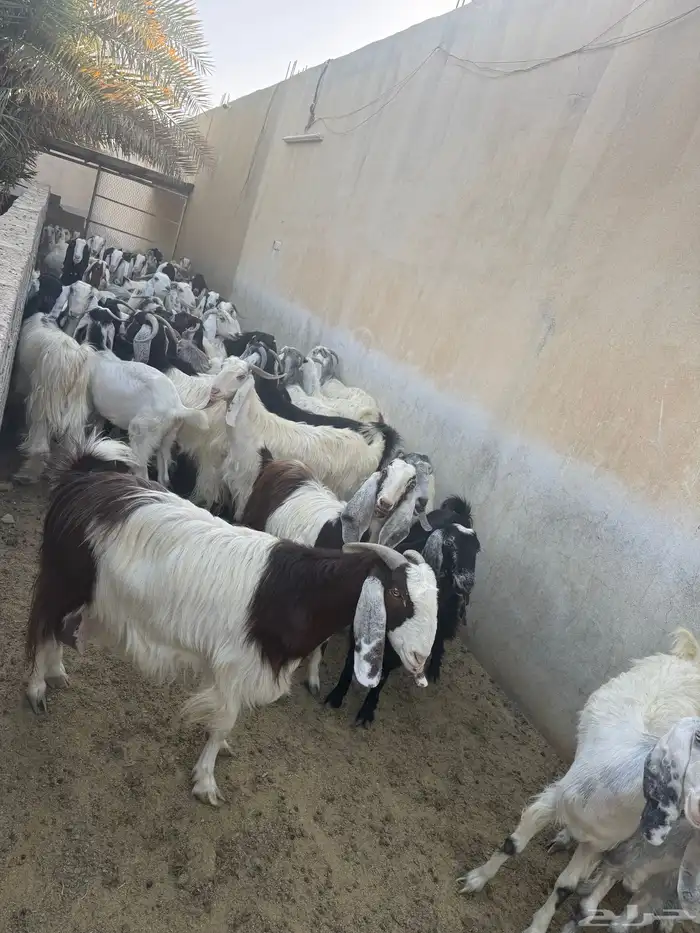 ابو تركي موجود بالمزرعة بالخرج ويستقبلكم للشراء حياكم 0