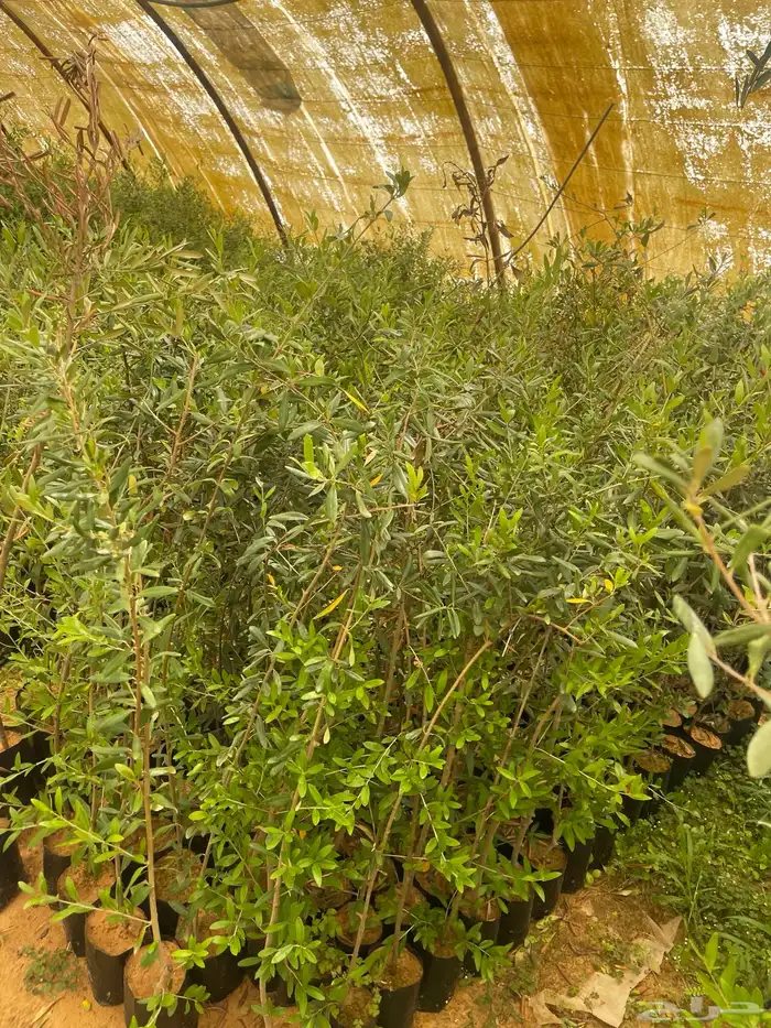 اشجار زيتون مثمرة وشتلات صغيره 4