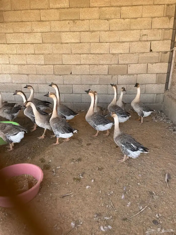 وز عراقي و ارانب 0
