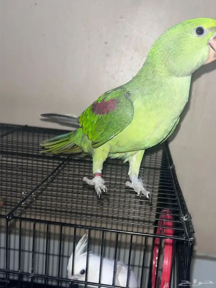 دره نيبالي 2