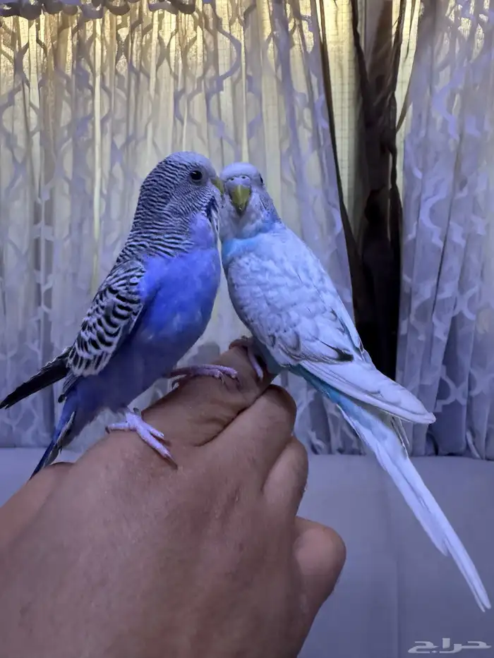 طيور حب اليفه ومعها ملحقاتها بتم صحه 3