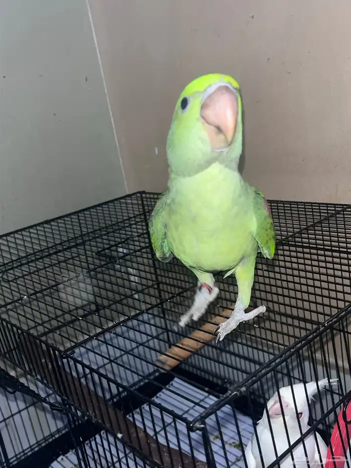 دره نيبالي 3