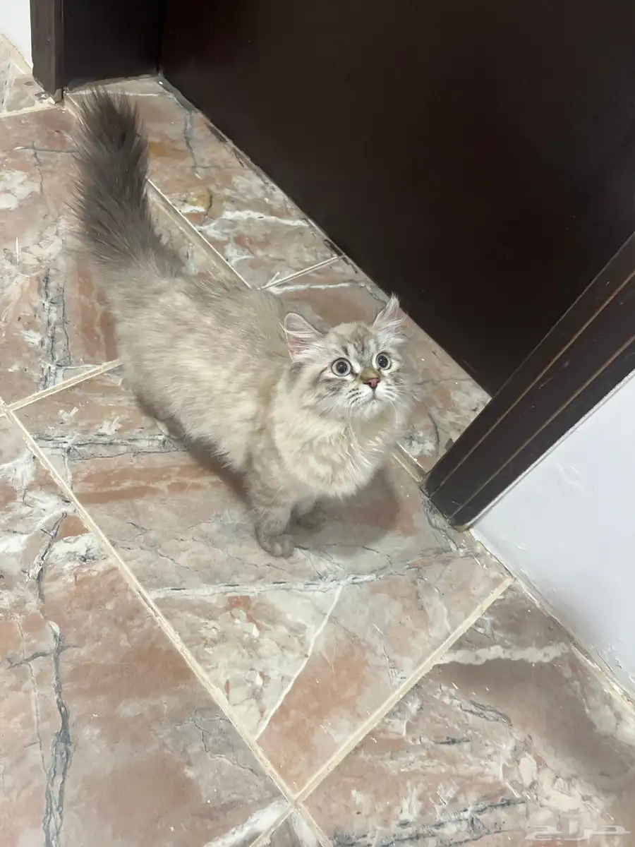 قطة إنثى 1