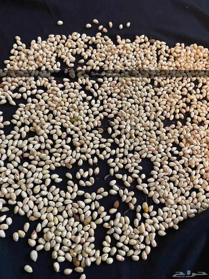 دجاج ارانب بط حجل بذور واشياء اخرى 5