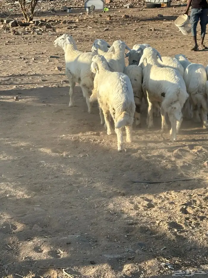 للبيع طليان 5