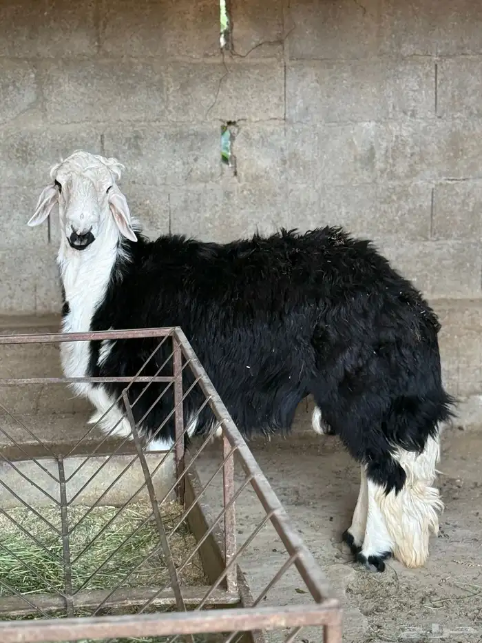 للبيع طلي فحل نجدي 0