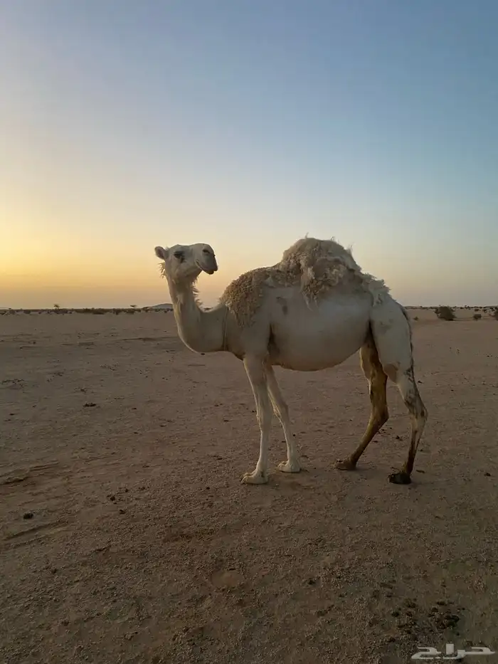 ناقه وضحا كفو للبيع 0