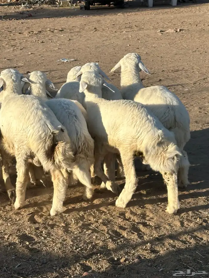 للبيع طليان 2
