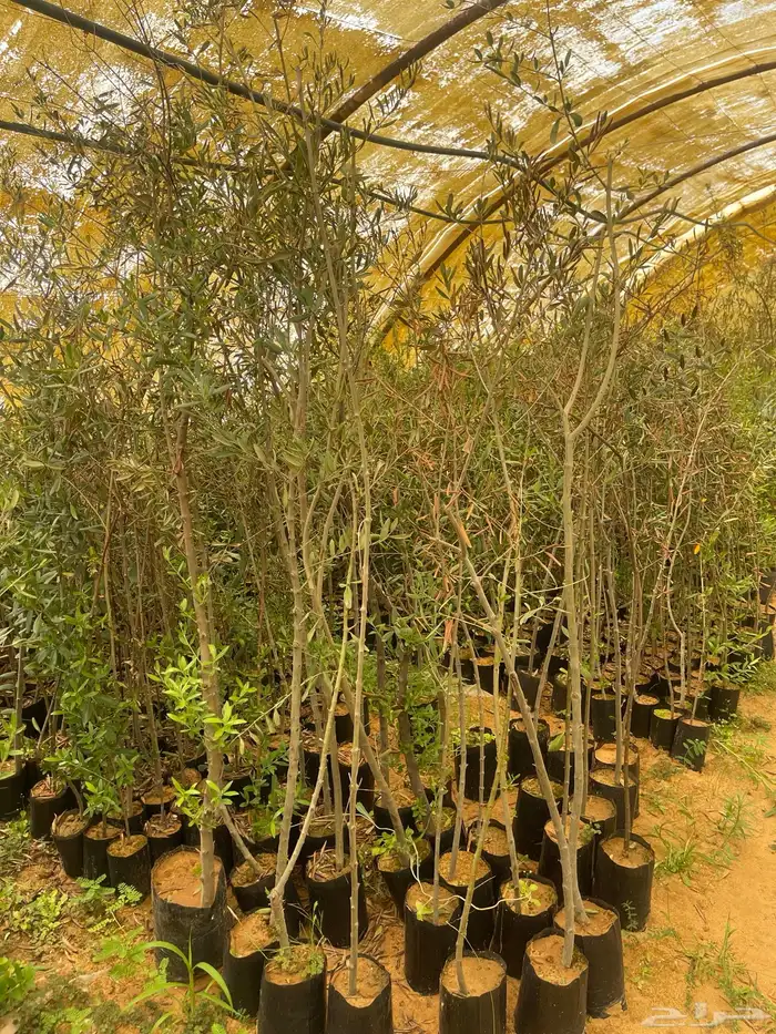 اشجار زيتون مثمرة وشتلات صغيره 6