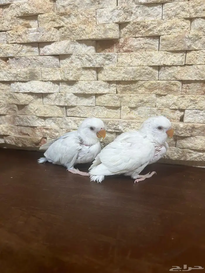 فرخ روز للبيع 6