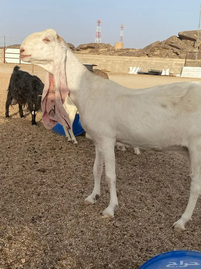 عنز هولنديه طيبه سنها تامه شبب سنونها قويه 3