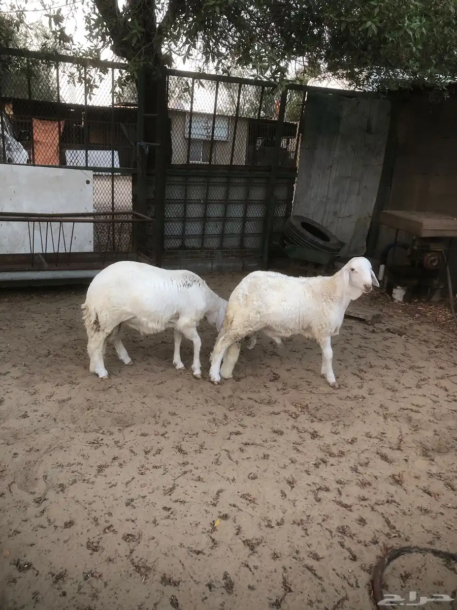 جذعان سواكني مرابي 1