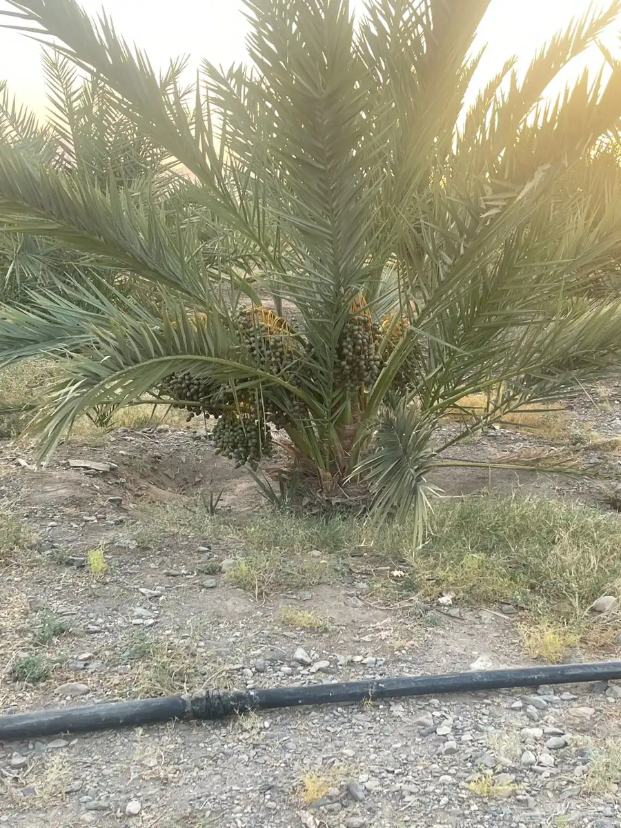 صيف نخل 2