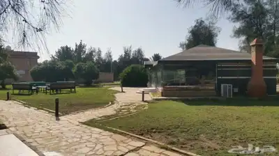 مزرعة الجوهرة للإيجار اليومي ببريدة 6