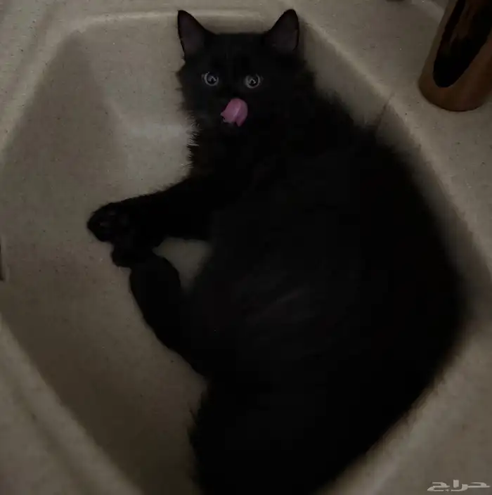 قط شيرازي ذكر عمره 3 شهور 2