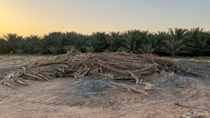 جريد نخل - سعف النخيل 3