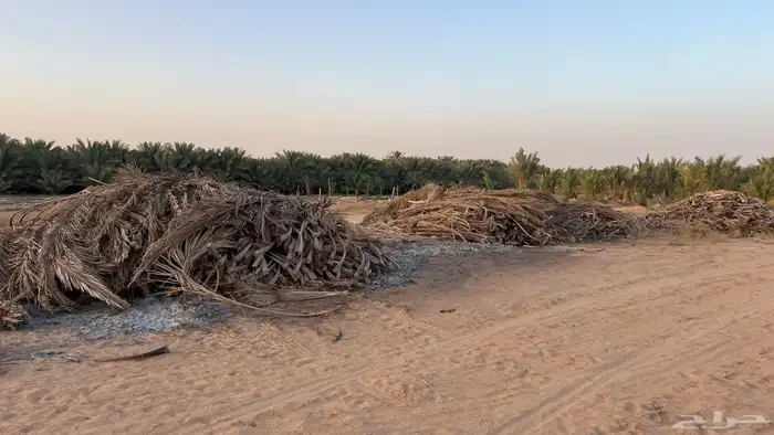 جريد نخل - سعف النخيل 1