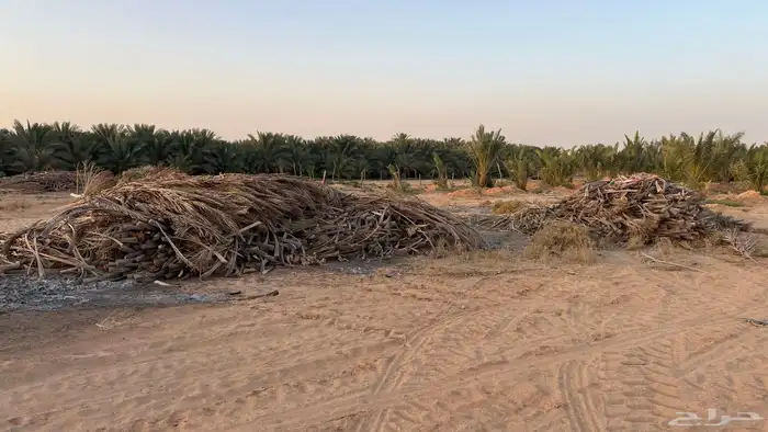 جريد نخل - سعف النخيل 2