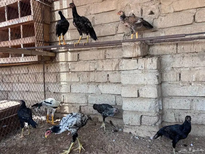 فروخ دجاج باكستاني  . تمم البيع الله يبارك لشاري 2