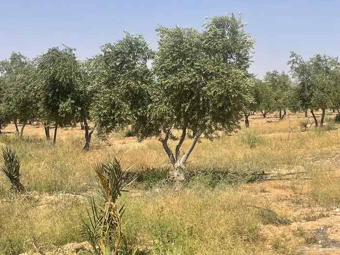 اشجار زيتون مثمرة وشتلات صغيره 10