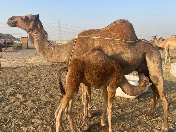 خلفة عادية فارعه من خيار الابل الى يبي المنيحه تم البيع 0
