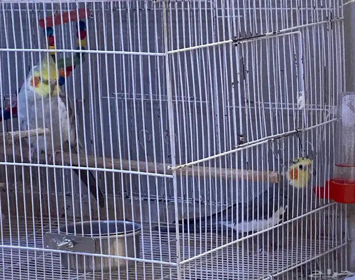 ذكور كروان للبيع تم البيع 1