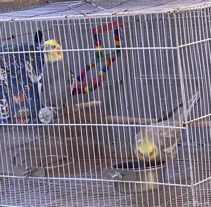 ذكور كروان للبيع تم البيع 0