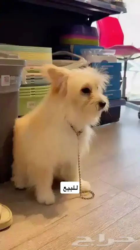 كلب للبيع مستعجل 0