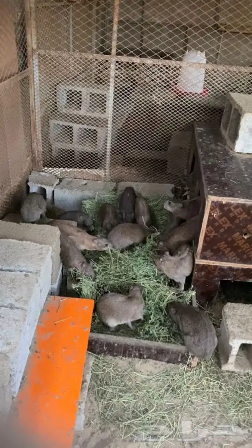 وباره 1