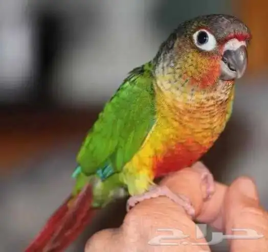 فروخ كنيور يلو سايد رد فاكتور 3