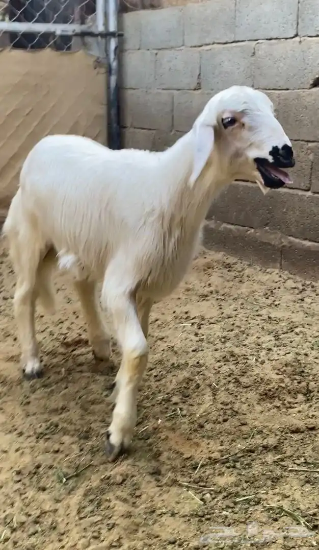 رخل ذهبيه جبره 1