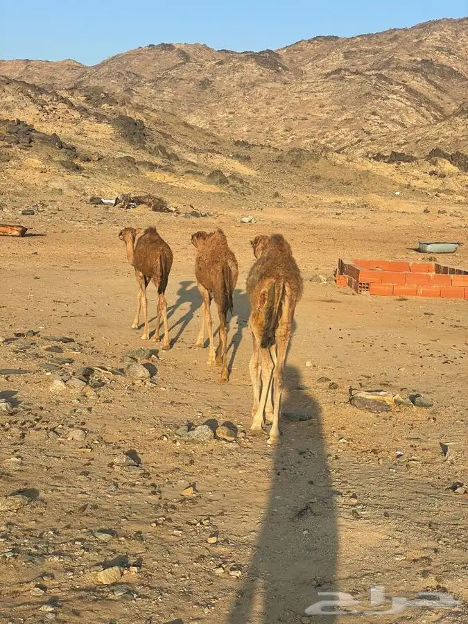 قعدان للبيع 0