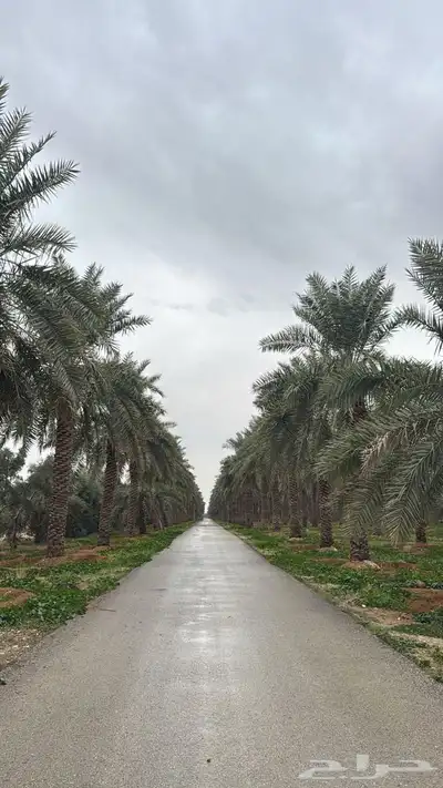 للإيجار اليومي مزرعة و اسطبل ببريدة 26