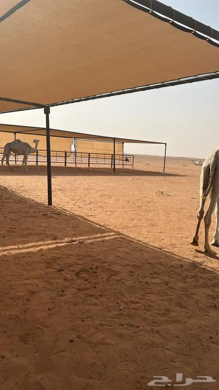 مستلزمات ابل 19