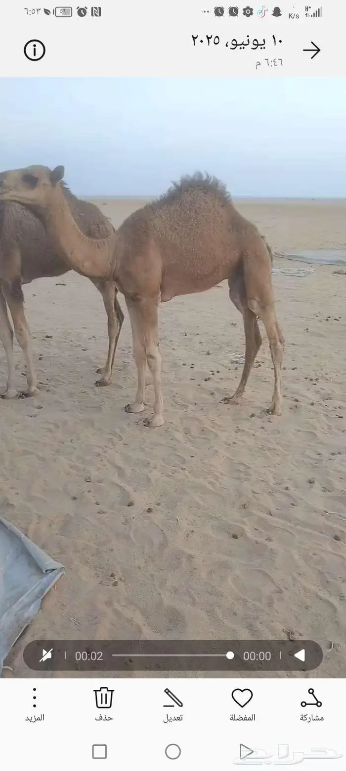 قعدان فل شحم 1