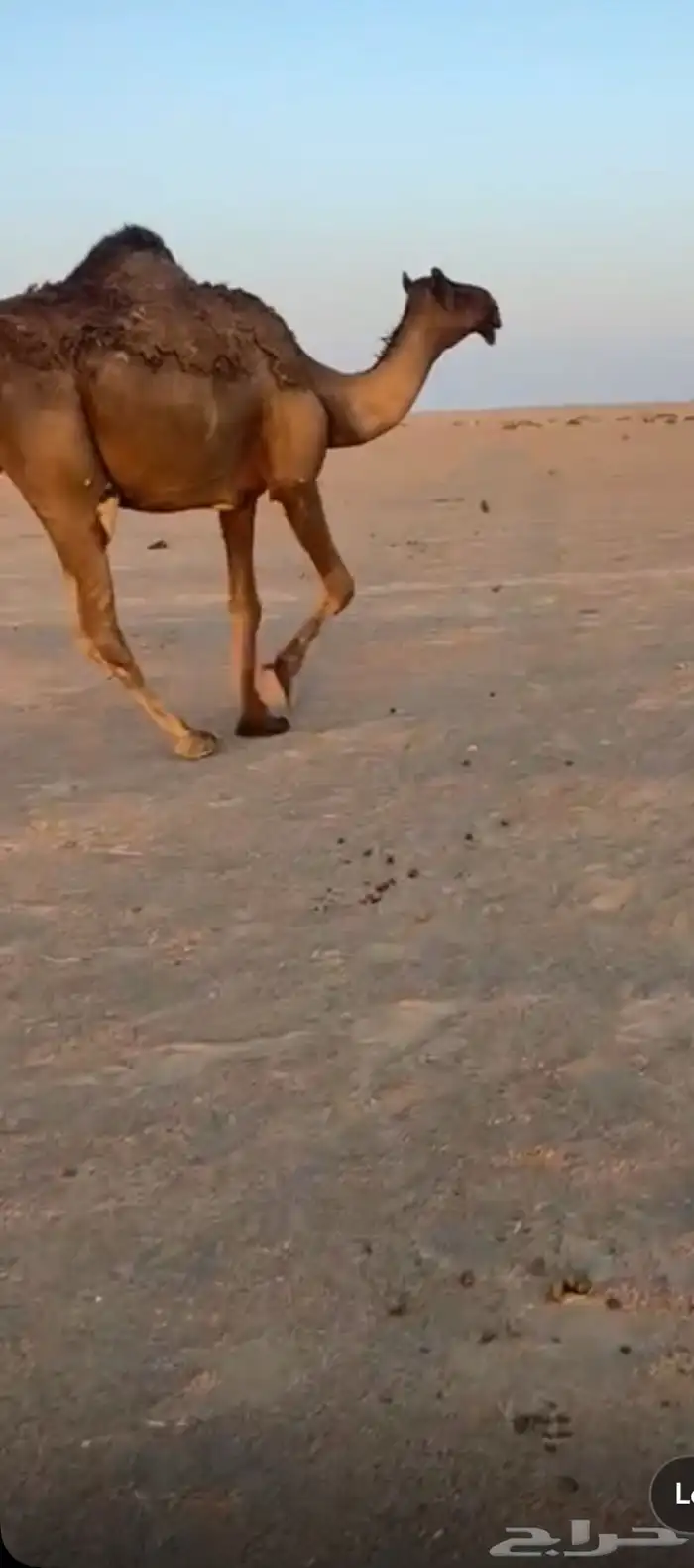 سلم عليكم ورحمة وبركاته عندي بكره علا جميع اشروط مجهم 0