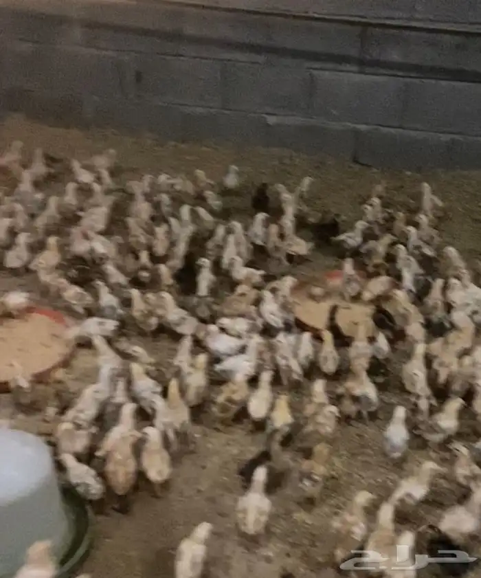 للبيع صوص دجاج بلدي صوص دجاج حبشي صوص بط مسكوفي وبكيني 0