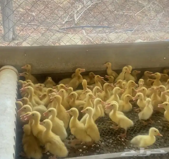 للبيع صوص دجاج بلدي صوص دجاج حبشي صوص بط مسكوفي وبكيني 1