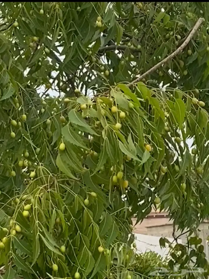 دجاج ارانب بط حجل بذور واشياء اخرى 9