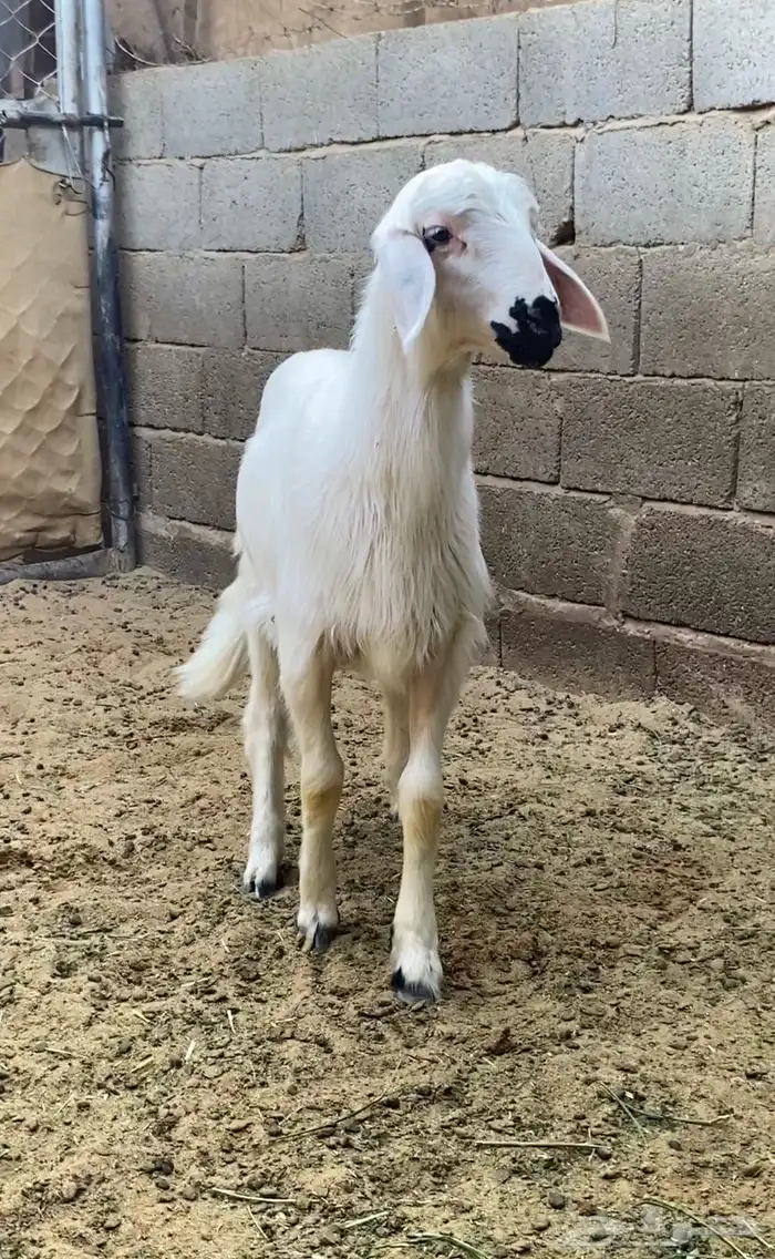 رخل ذهبيه جبره 0